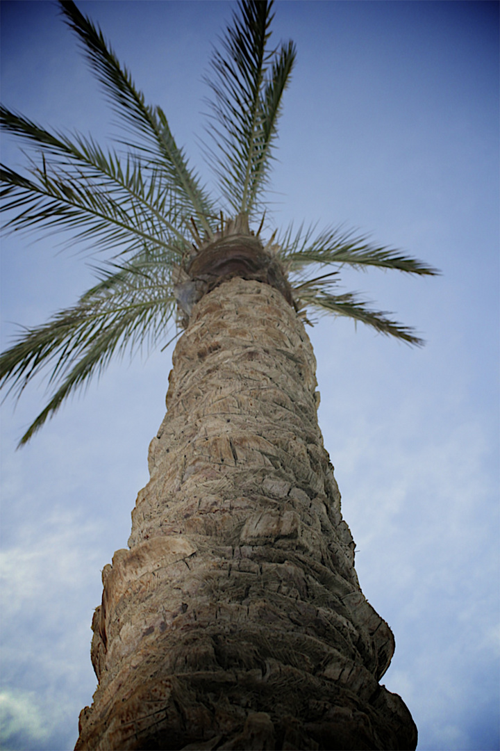 Evening Palm