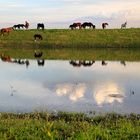 Evening pastoral. Rhine.