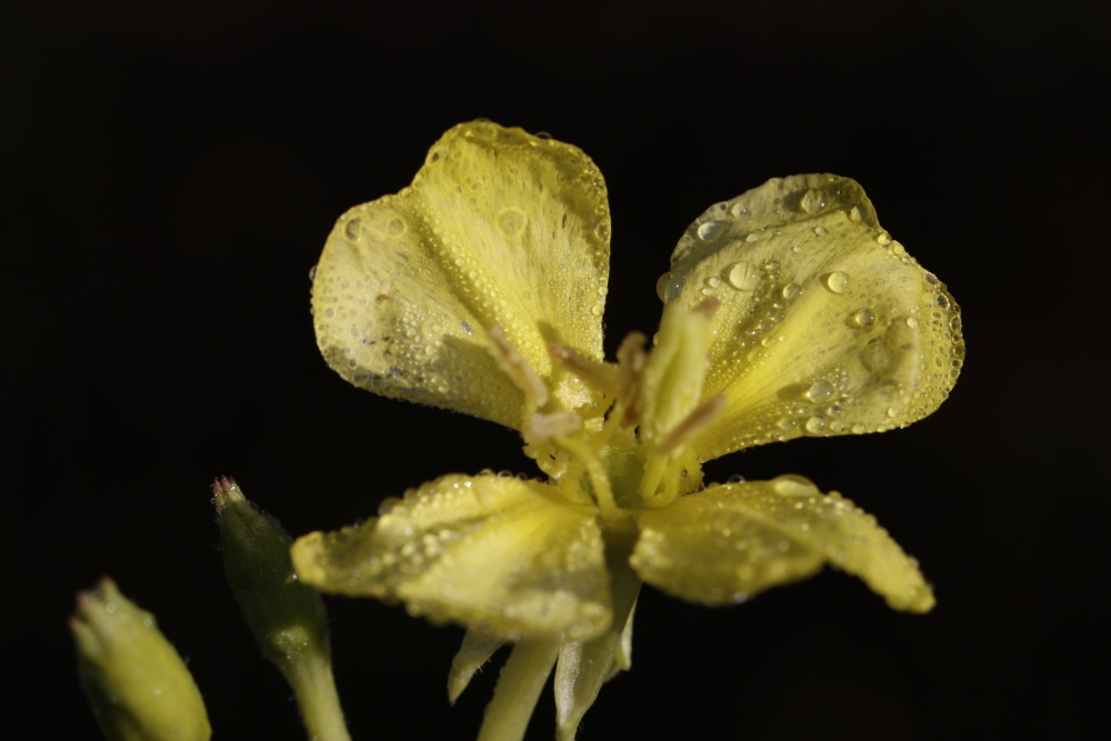 Evening primrose