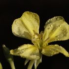 Evening primrose