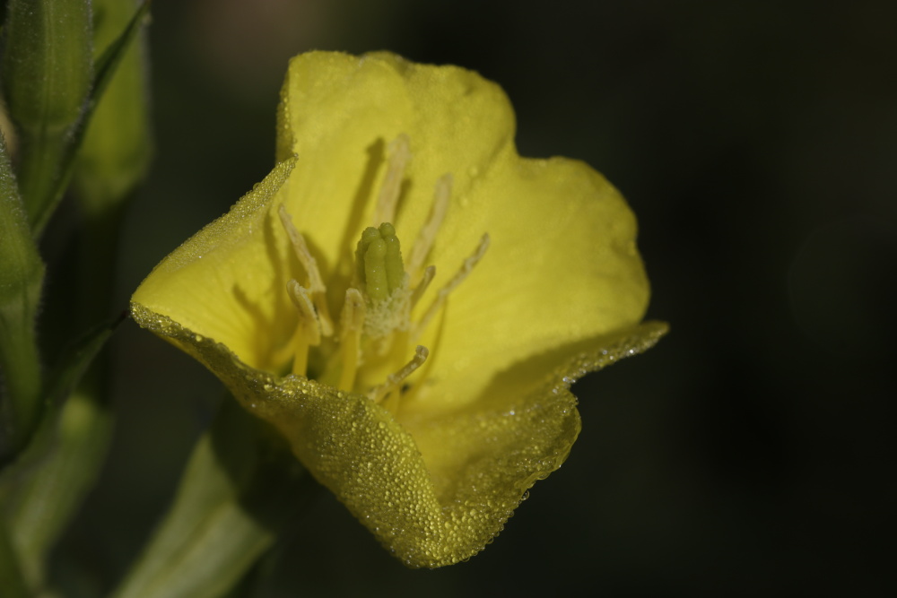 Evening Primrose