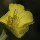 Evening Primrose