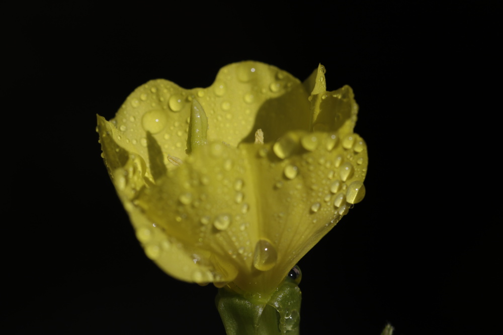 Evening Primrose