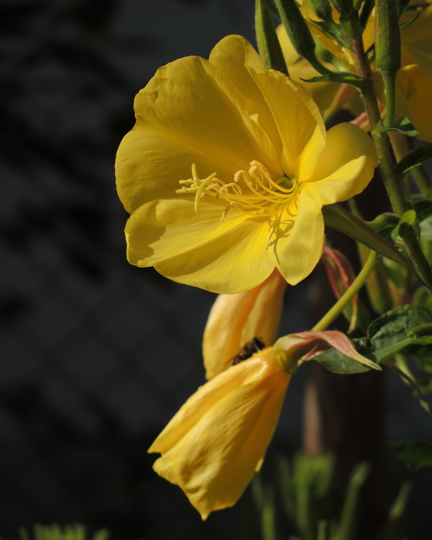 Evening Primrose