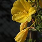 Evening Primrose