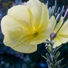 evening primrose