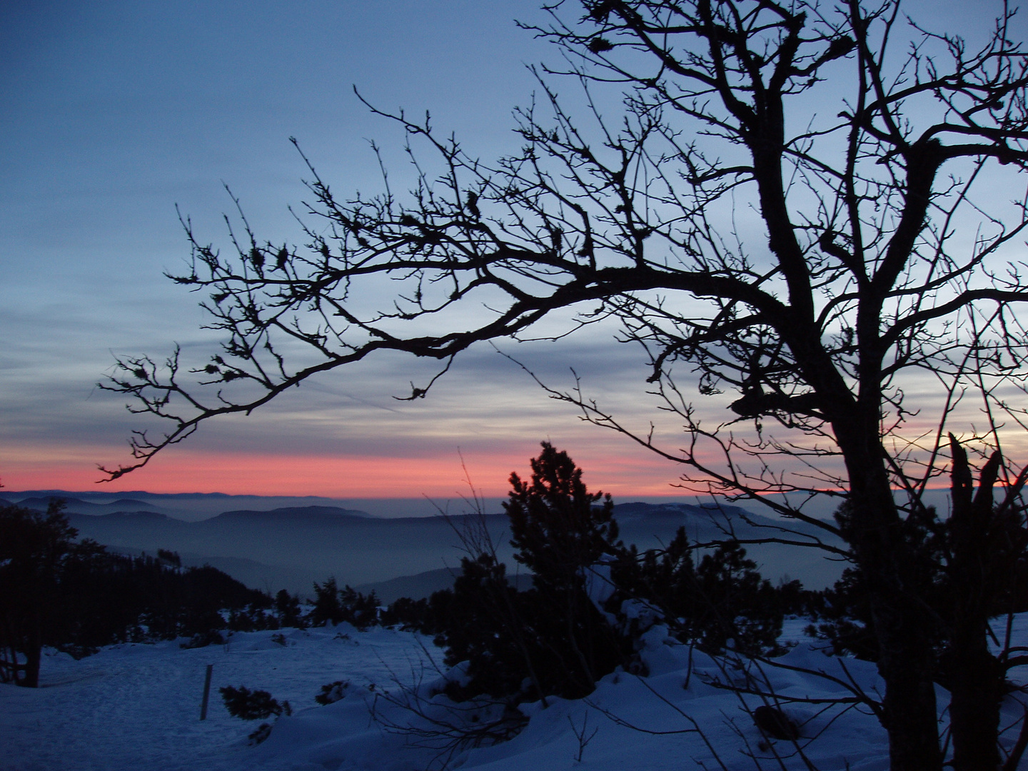 evening snowlands