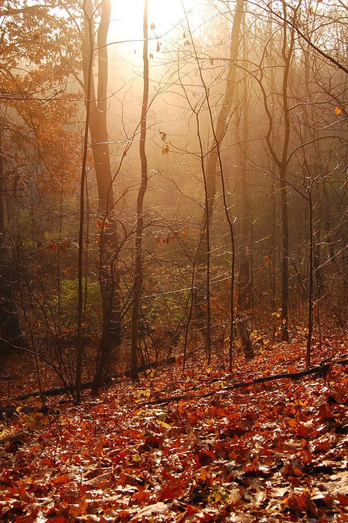 Evening Stroll through the Woods