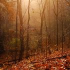 Evening Stroll through the Woods