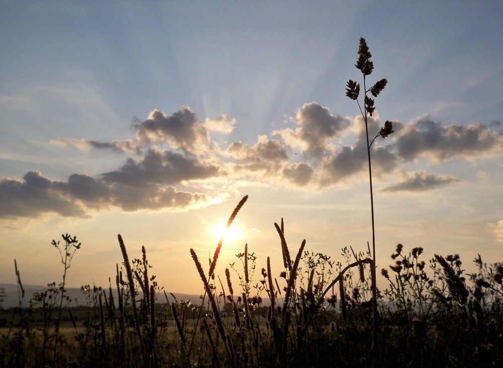 evening sun.