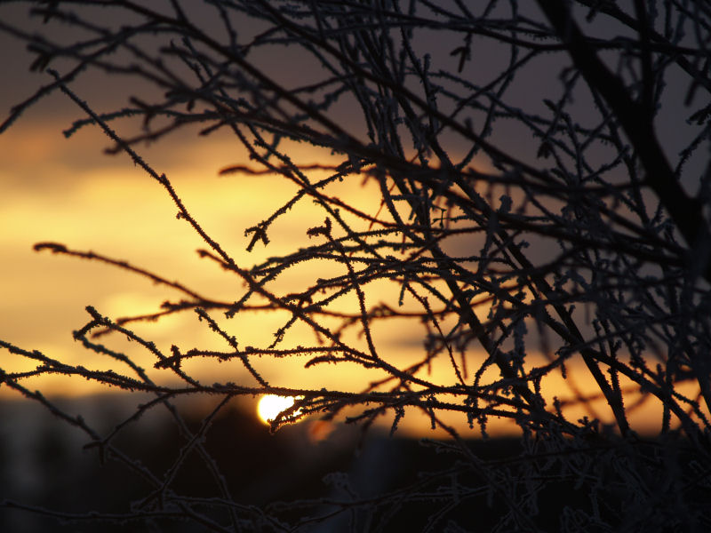 evening sun