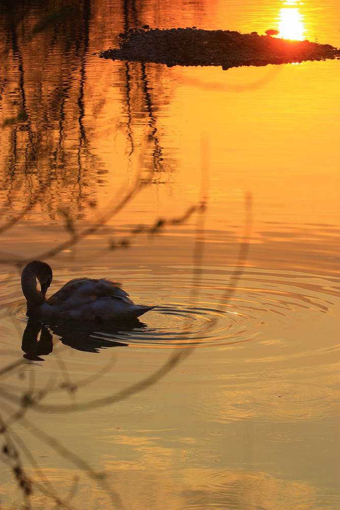 evening sun..