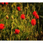 evening sun on poppies ...