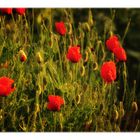 evening sun on poppies ...