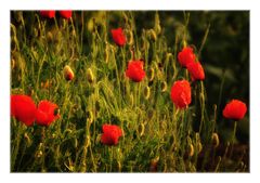 evening sun on poppies ...