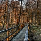 evening sunlight in the forest