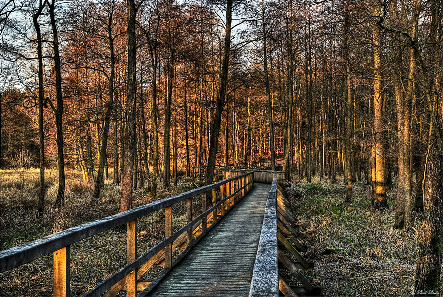 evening sunlight in the forest