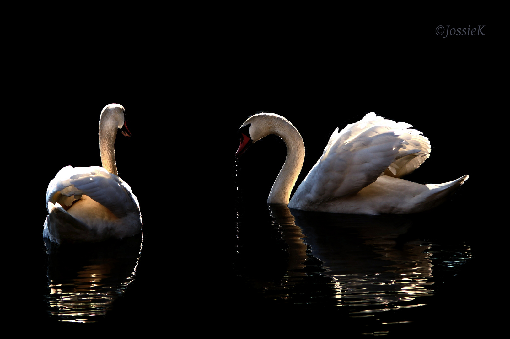 Evening swans