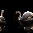 Evening swans