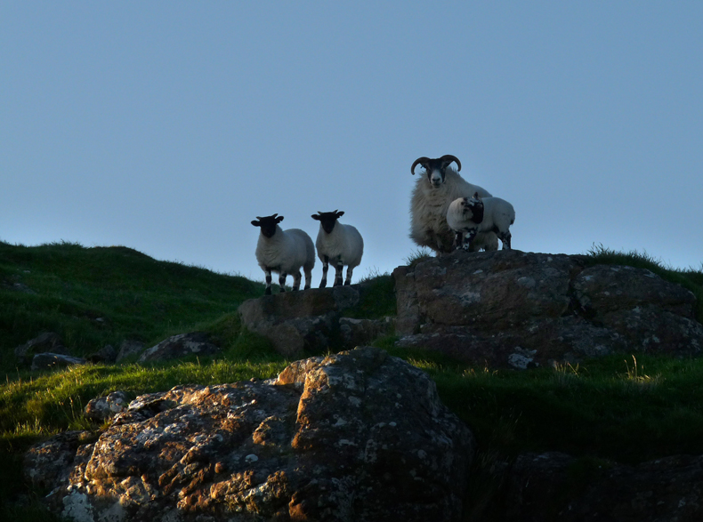 Evening time for sheep