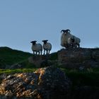 Evening time for sheep