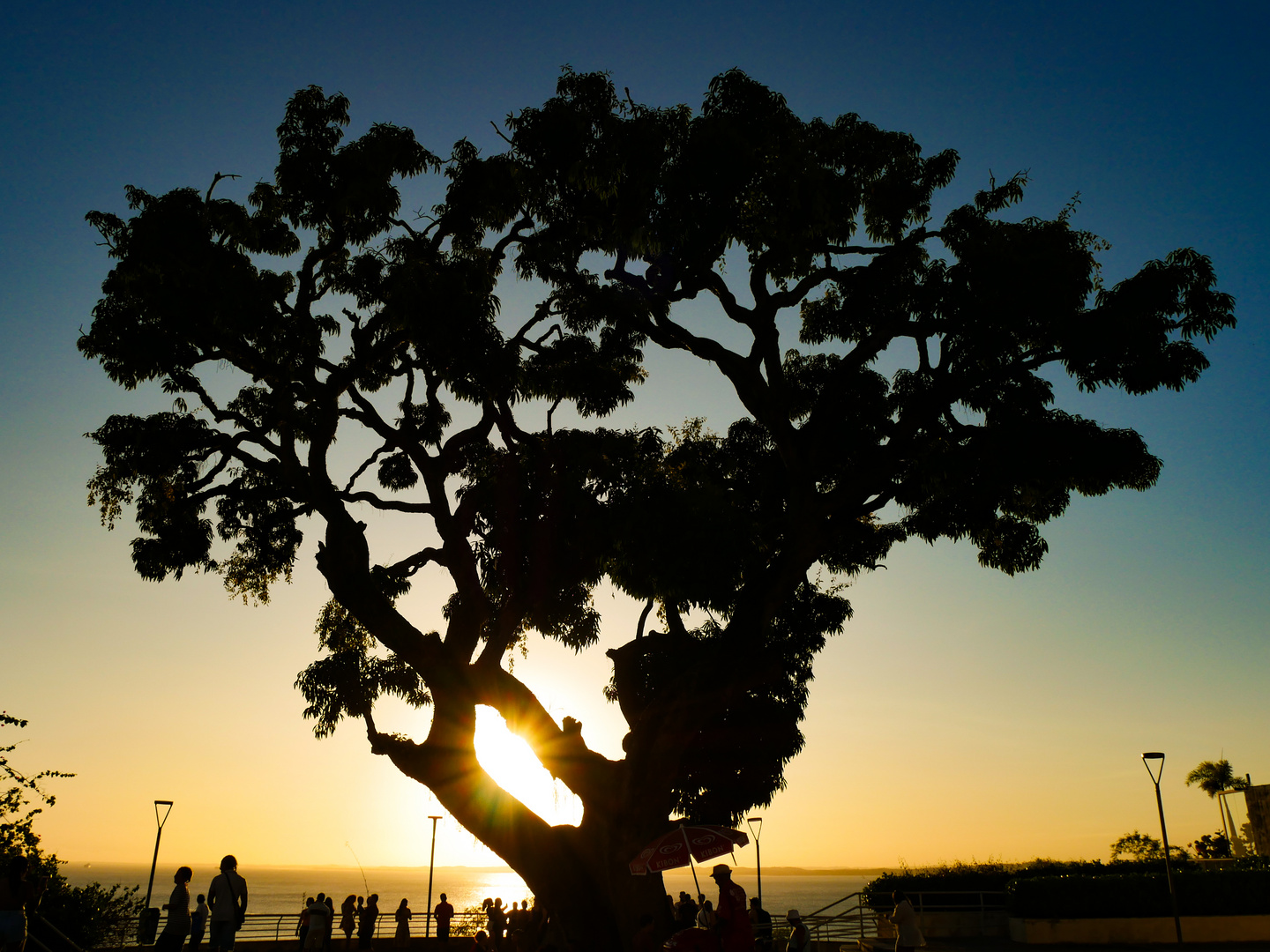 Evening Tree