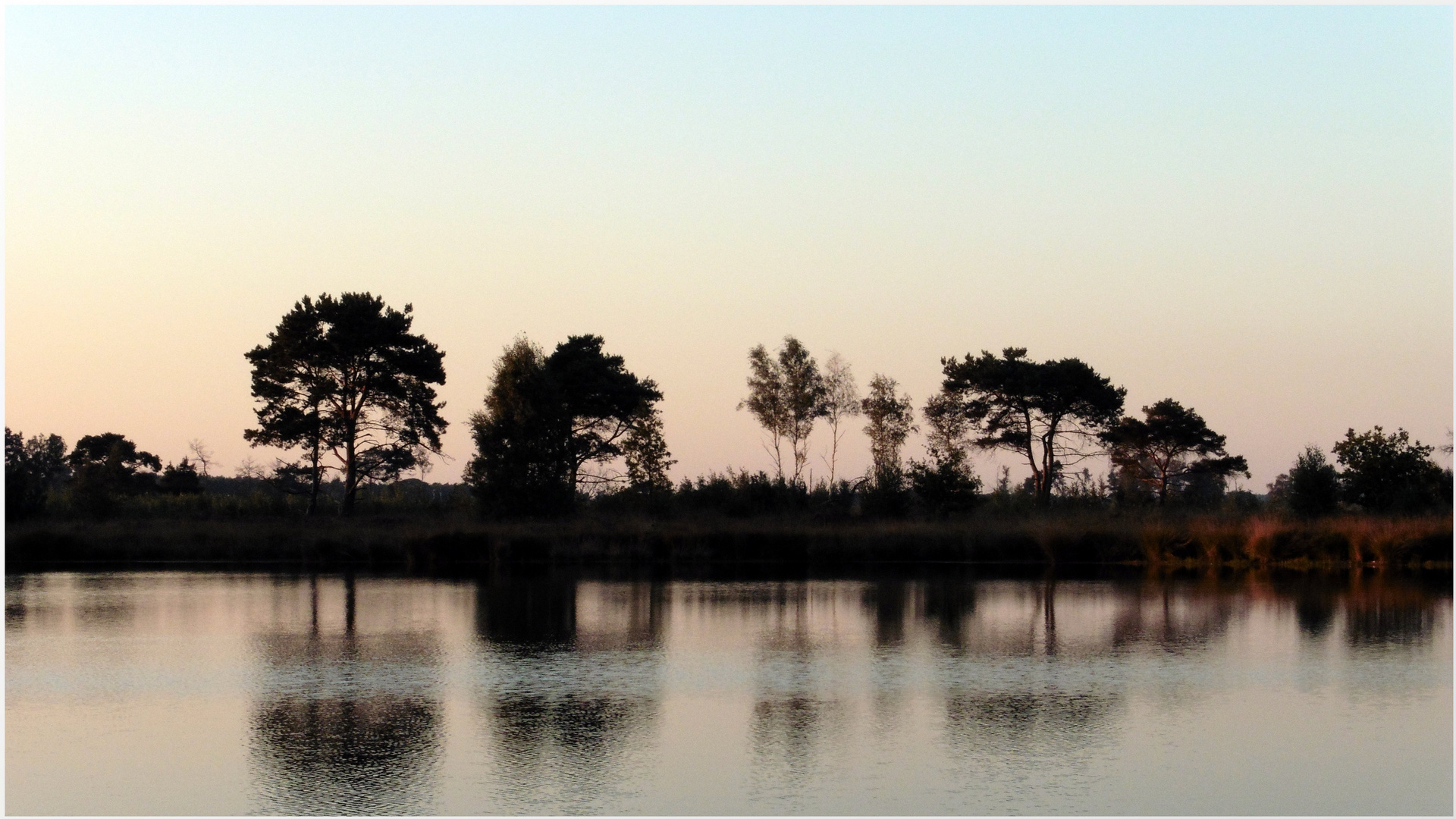 Evening Trees