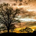 Evening Trees...