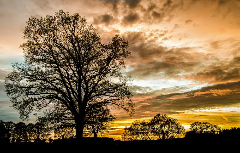 Evening Trees...