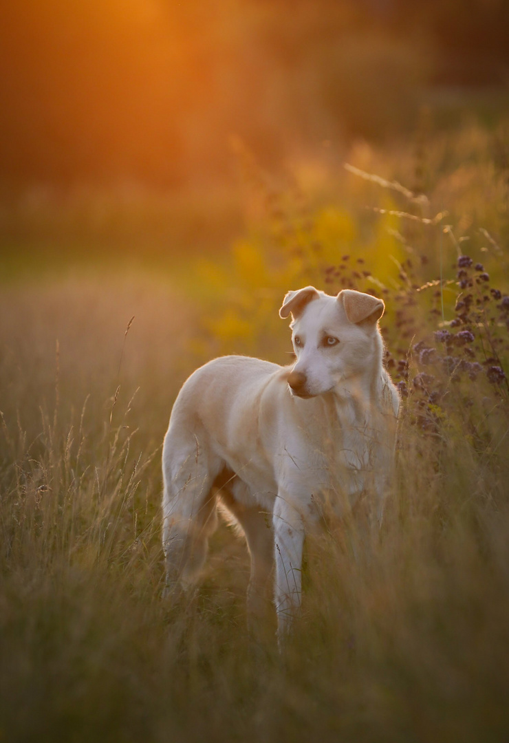 Evening Walk