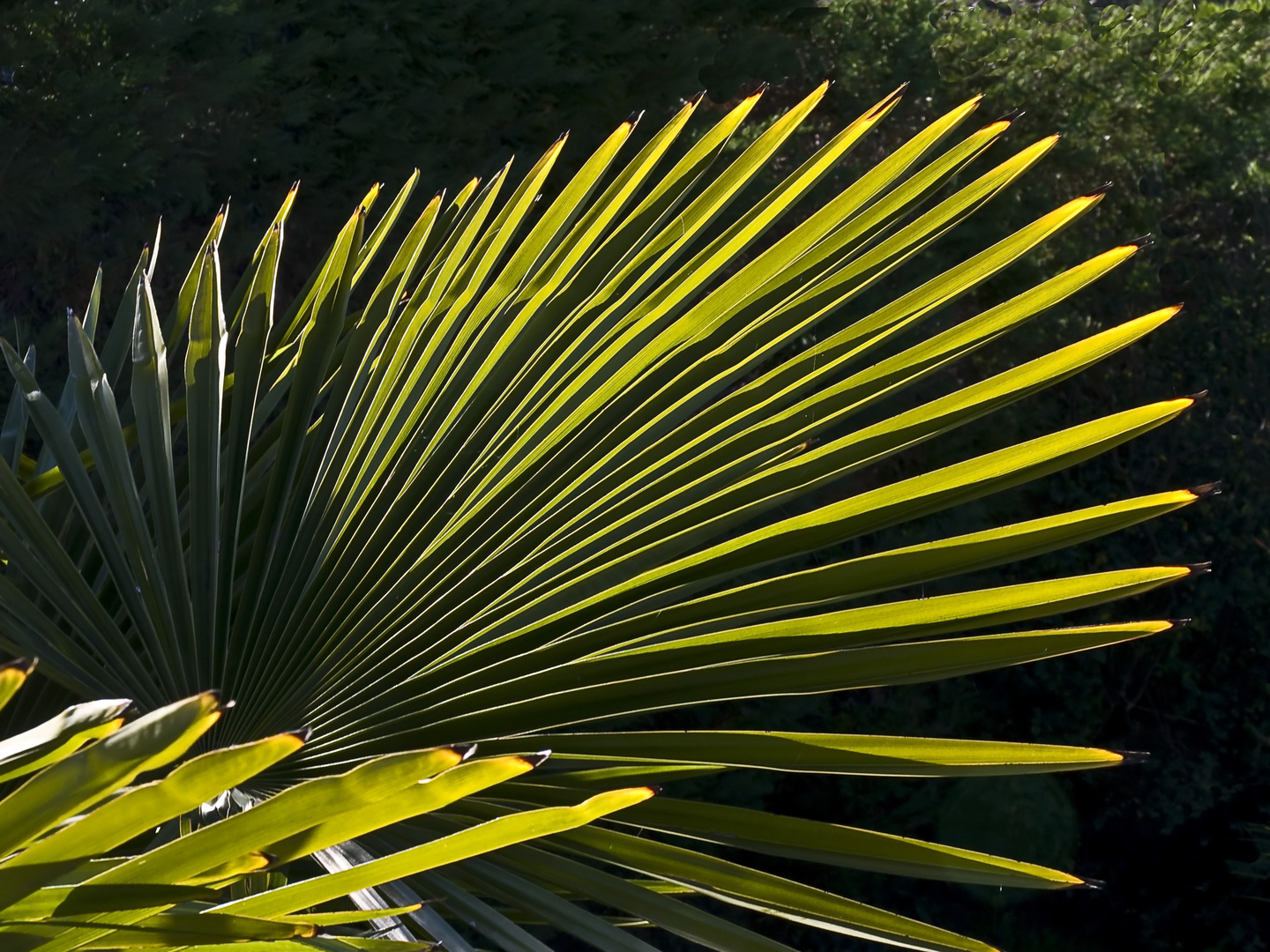 Eventail au jardin… -- Fächer im Garten...