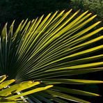 Eventail au jardin… -- Fächer im Garten...