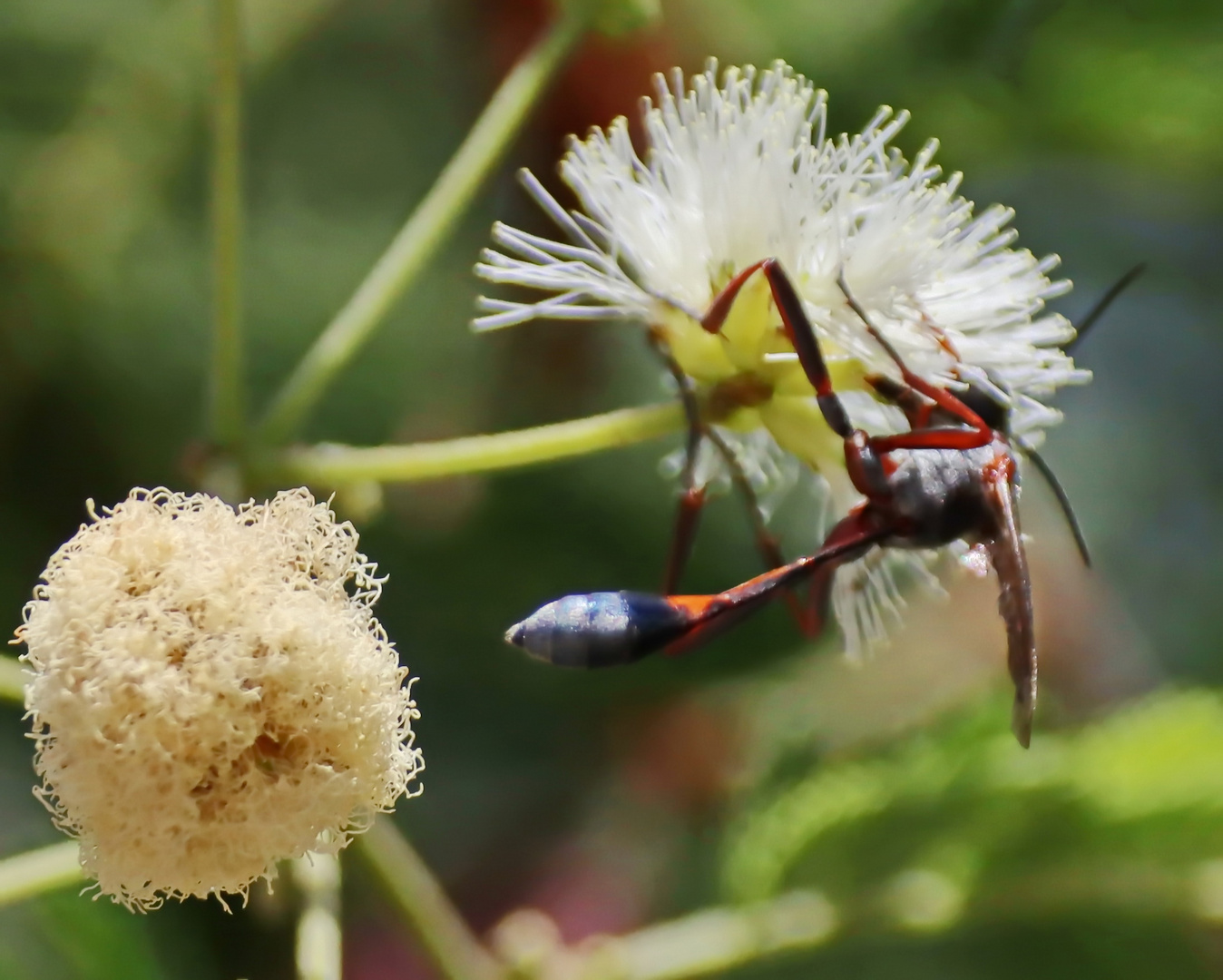 eventuell Ammophila dolichocephala ,Grabwespe,sandwespe