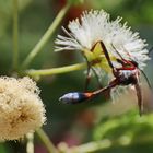 eventuell Ammophila dolichocephala ,Grabwespe,sandwespe