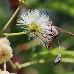 eventuell Ammophila dolichocephala Nr.1