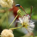 eventuell Ammophila dolichocephala Nr.2