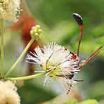 eventuell Ammophila dolichocephala Nr.3