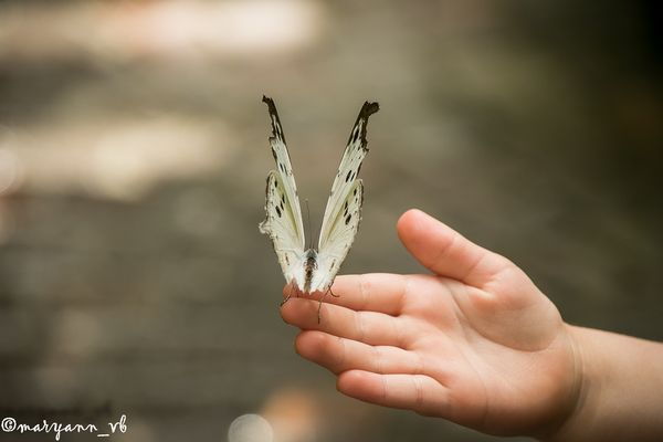 eventuell ein großer Kohlweißling