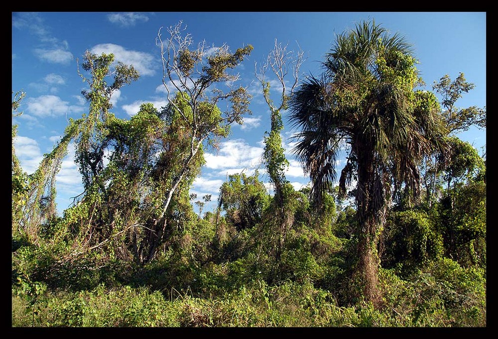 Everglades