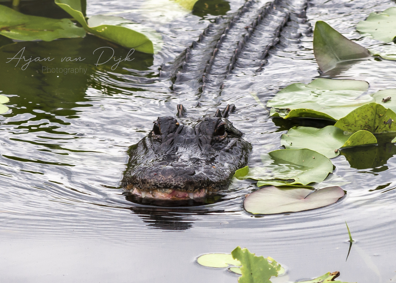 Everglades