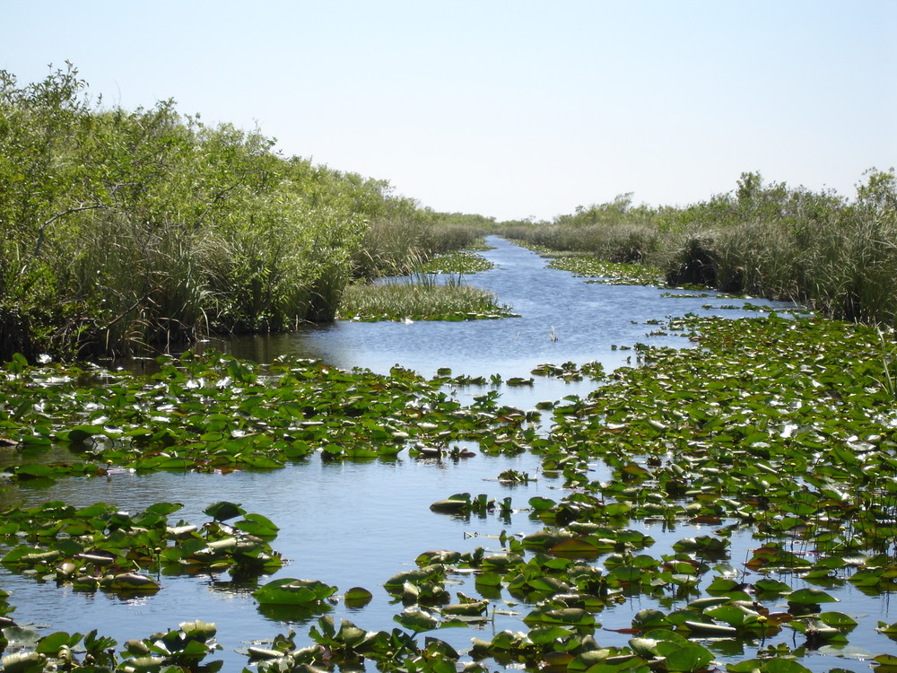 Everglades