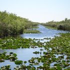 Everglades