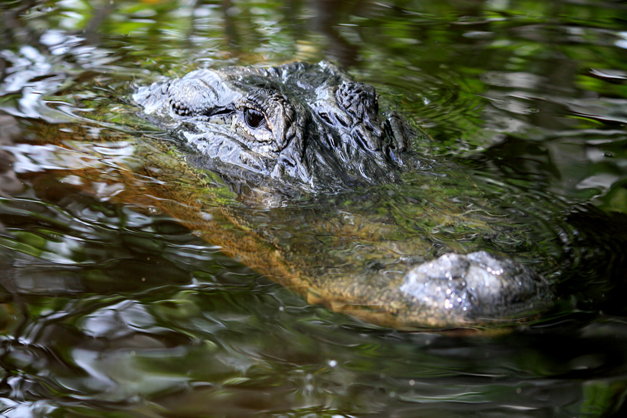 Everglades