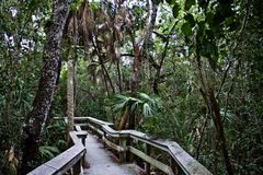 Everglades # 3
