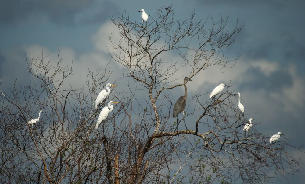 Everglades 4