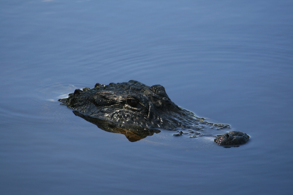 Everglades