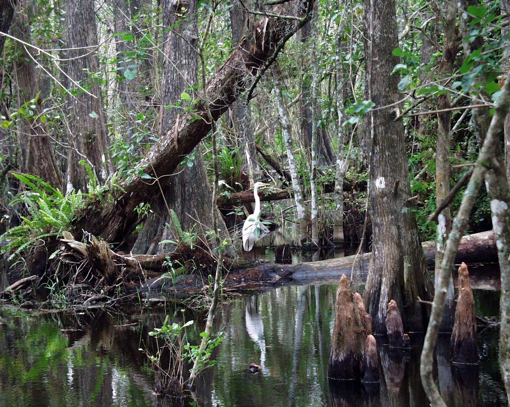 Everglades