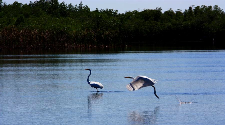 Everglades