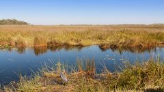 Everglades