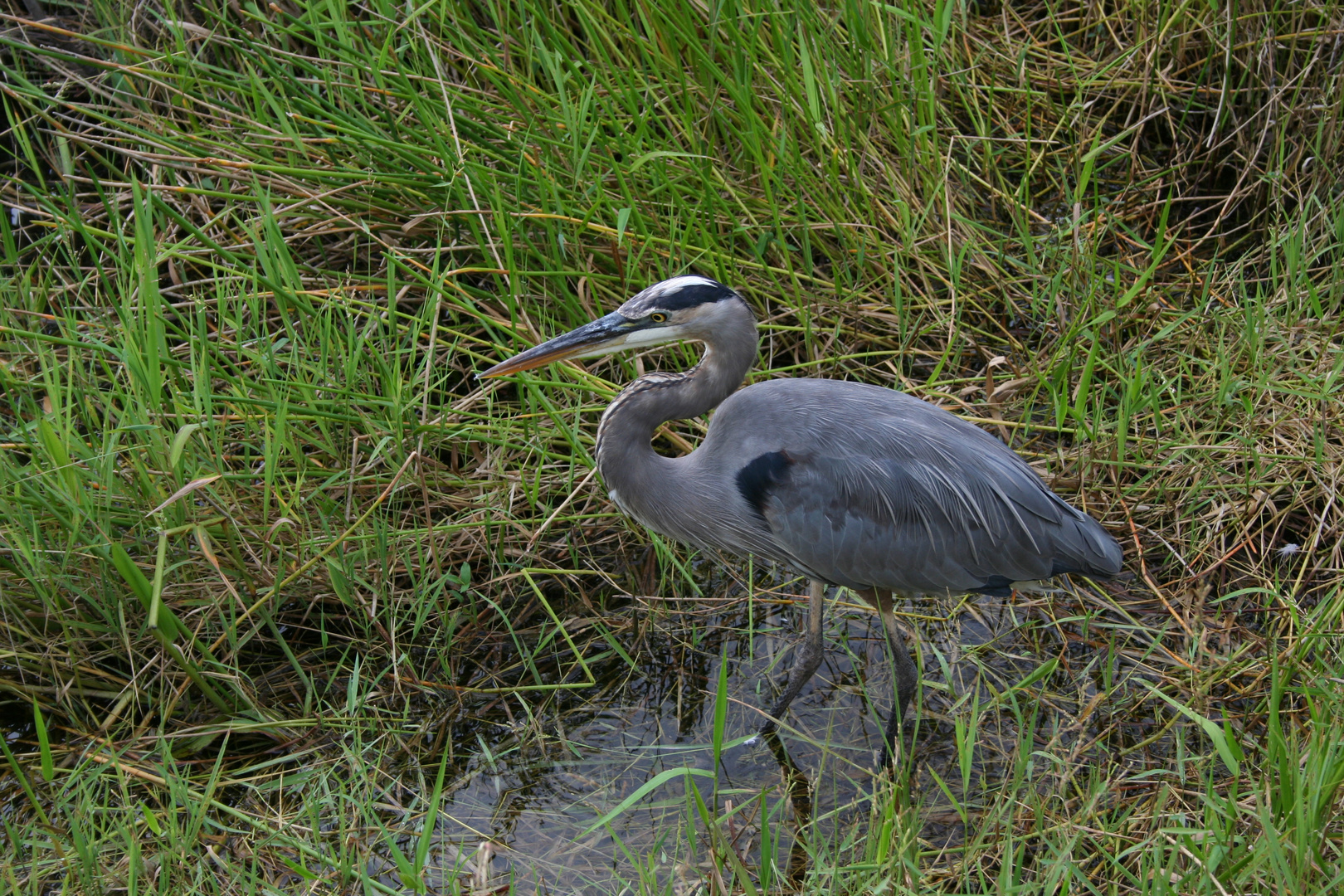 Everglades